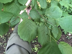 Corylus avellana