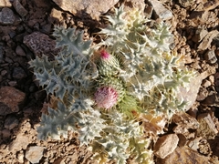 Onopordum acaulon