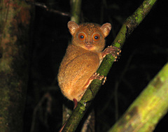 Cephalopachus bancanus borneanus