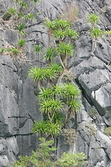 Dracaena