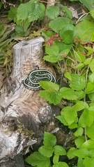 Thamnophis sirtalis concinnus