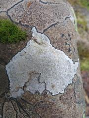 Lecanora rupicola