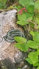 Thamnophis sirtalis concinnus