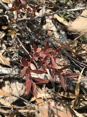 Vaccinium stenophyllum