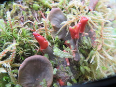 Peltigera cinnamomea