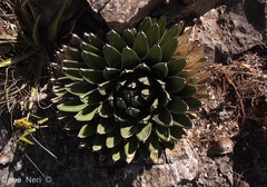 Agave victoriae-reginae