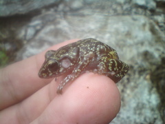 Eleutherodactylus longipes