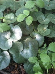 Asarum europaeum