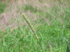Alopecurus pratensis