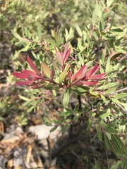 Vaccinium stenophyllum