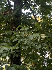 Carya