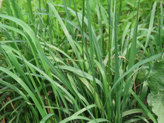 Alopecurus pratensis