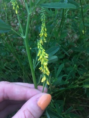 Melilotus officinalis