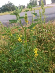 Melilotus officinalis