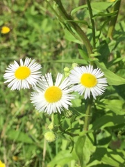Erigeron annuus