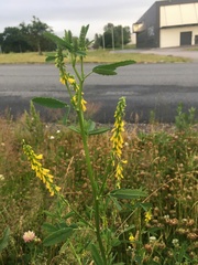 Melilotus officinalis