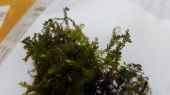 Plagiochila porelloides