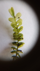 Plagiochila porelloides