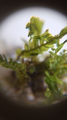 Plagiochila porelloides
