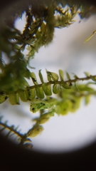 Plagiochila porelloides