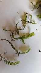 Plagiochila porelloides