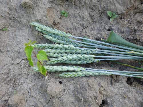 Triticum aestivum