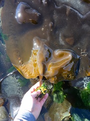 Hedophyllum nigripes