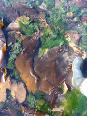 Hedophyllum nigripes