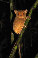 Cephalopachus bancanus borneanus