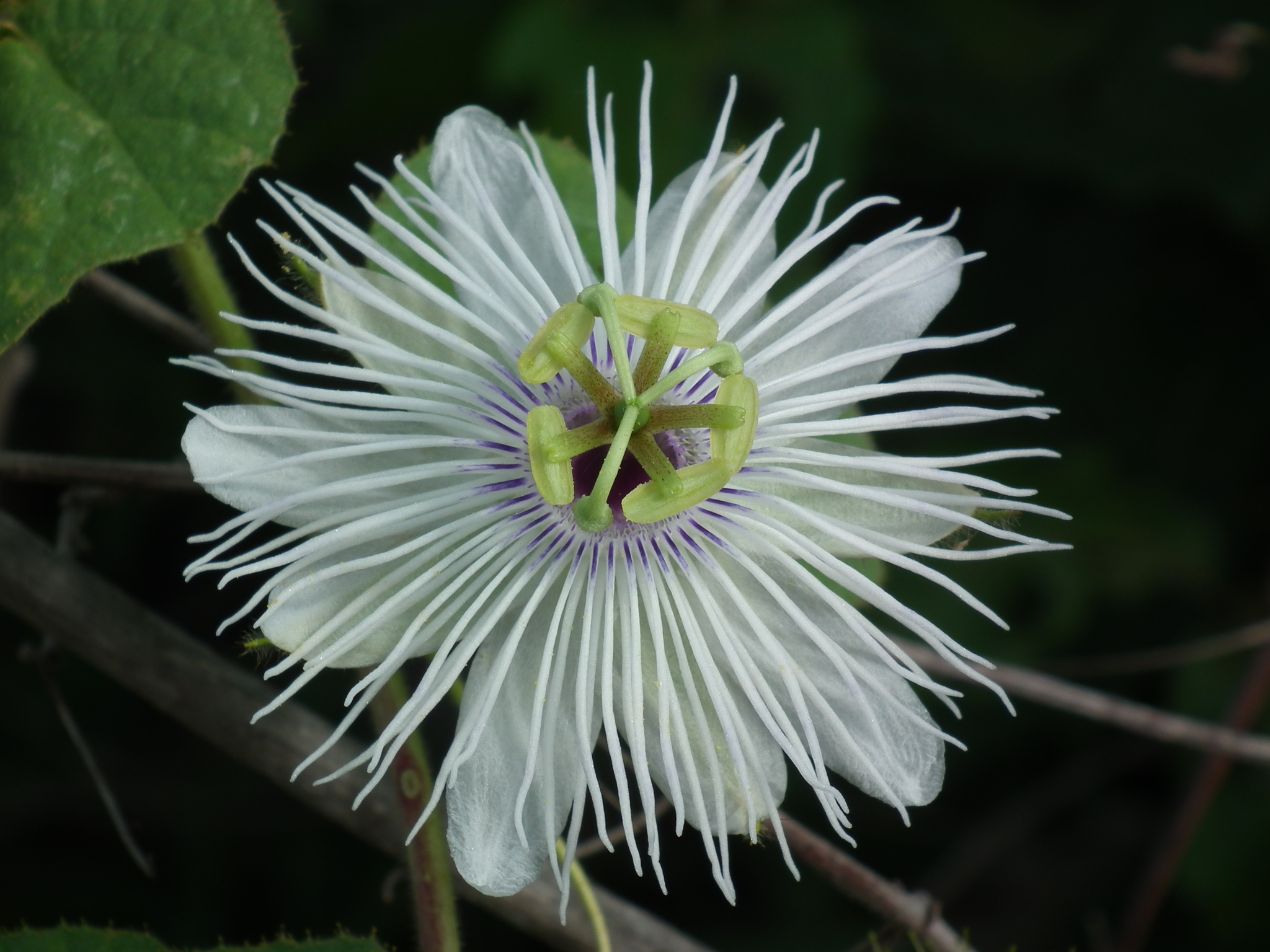 Passiflora foetida