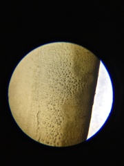 Hedophyllum nigripes