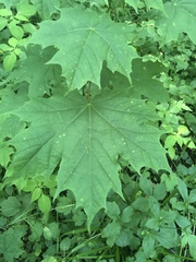 Acer platanoides