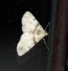 Syneora adelphodes