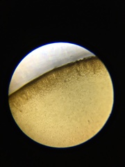 Hedophyllum nigripes