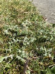 Psilocarphus brevissimus