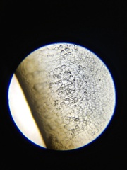 Hedophyllum nigripes