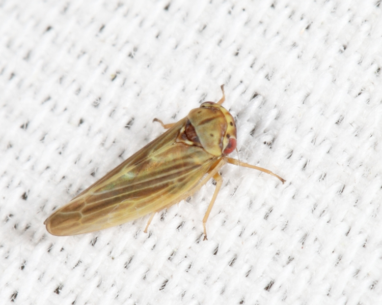 Agalliina