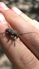 Mesosa curculionoides