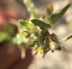 Camissoniopsis hirtella