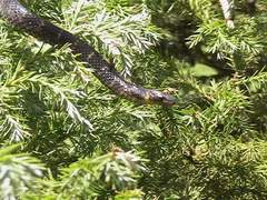 Atractus