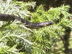 Atractus