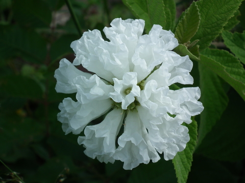 Varronia leucocephala