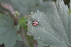 Calligrapha sigmoidea