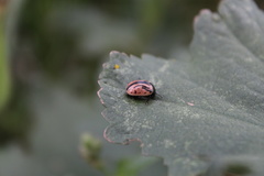 Calligrapha sigmoidea