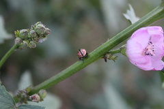 Calligrapha sigmoidea