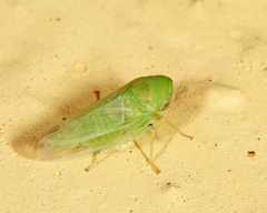 Macropsis graminea