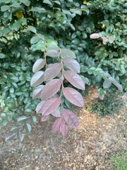 Loropetalum chinense