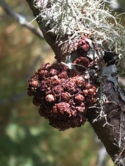 Asphondylia ceanothi