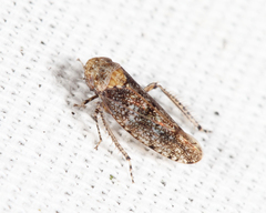 Paraphlepsius collitus