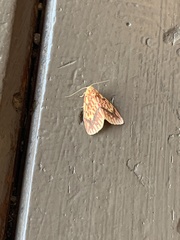 Barsine striata